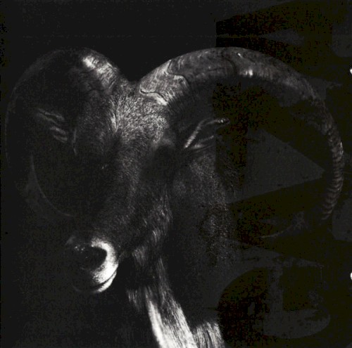 Gaza - I Don't Care Where I Go When I Die